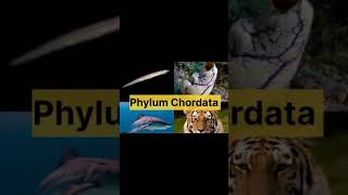 Classification of phylum chordata shortvideo viraltrendingshorts [upl. by Lorollas]