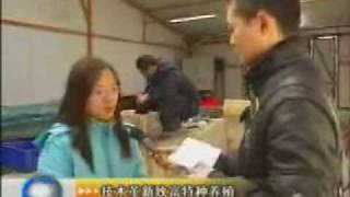 News on Polychaete worm farmWMV [upl. by Ylim608]