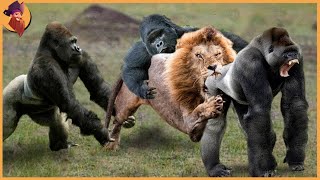 15 Gorillas And Chimps Battling Each Other And Other Animals [upl. by Balduin]