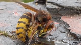 Hornet kills wasps Vespula germanica Hornisse killt Wespen [upl. by Hearsh]