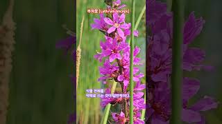 부처꽃 Lythrum anceps [upl. by Nirda778]