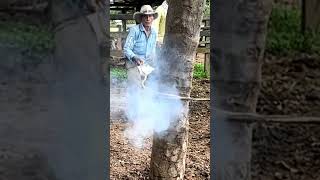 Soga de cuero de res saca humo o trae el botalón al rozar llano cuero [upl. by Eirual]