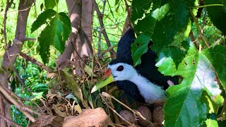 A birds nest on a tree  beautiful birds nest 🪹  birds flying video [upl. by Spear]