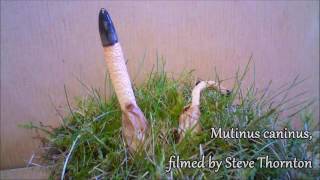 Dog Stinkhorn Fungus Time Lapse [upl. by Coughlin]