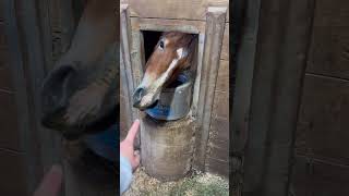 Curious Baby Horse horse equestrian [upl. by Abehshtab609]