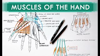 Muscles of the Hand  Origin Insertion Nerve Supply  Anatomy Tutorial [upl. by Berns197]