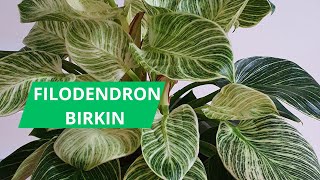 FILODENDRON BIRKIN ● Miodniki czy plamistość roślinydomowe [upl. by Christabel]