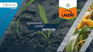 Laudis® Herbicide​ [upl. by Demp266]