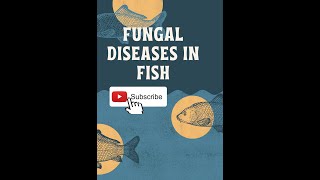 FUNGAL DISEASES IN FISHES [upl. by Latsirc]