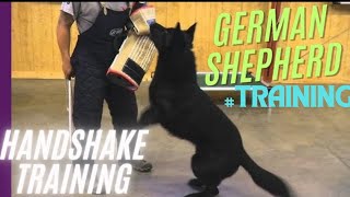 GERMAN SHEPHERD DOG HANDSHAKE TRAININGSUBSCRIBE FOR MORE AND STAY CONNECTED [upl. by Wieren511]