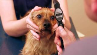 Louis Laratta DVM DACVO measuring dogs eye pressure using the TONOVET tonometer [upl. by Adihsar]