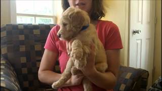 F1B Labradoodle Puppies 5 Weeks Old [upl. by Alletse842]