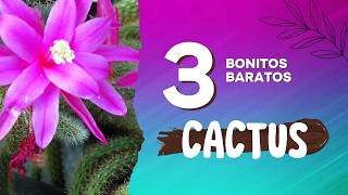 🌵Top 3 CACTUS de interior BARATOS y FACILES de MANTENER 😱 [upl. by Lered]