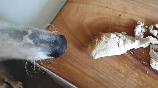 Borzoi dog  supervising in the kitchen [upl. by Eirrehs]