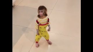 Training the pocket monkey [upl. by Ikcir]