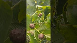 Dioscorea Bulbifera airpotato yamfamily nature greenery [upl. by Hendrik]