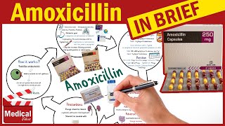 Amoxicillin 500mg Capsule What is Amoxicillin Used For Dosage Contraindications amp Precautions [upl. by Emixam]