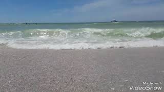 Shelling in PassaGrille Beach Florida [upl. by Juliet]