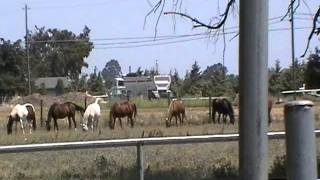 Wetting a Horse Down for Natural Fly and Heat Protection  Horse Rolling Rick Gore Horsemanship [upl. by Eddra]