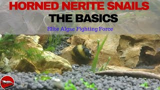 Horned Nerite Snails  The Basics [upl. by Aiuqram]