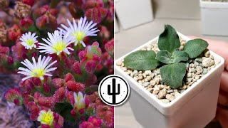 🌱 Mesembryanthemum crystallinum Growth and Repotting of Seedlings [upl. by Gnemgnok]