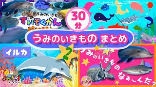 【子供向け 海の生き物 知育アニメ】水族館のいきものたちの知育動画まとめpart2★【30分連続再生】イルカ ペンギン シャチ サメ 人気の動物が大集合！ 赤ちゃん 幼児が喜ぶアニメ [upl. by Argent]