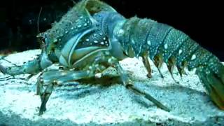 lobster removing his shell amazing video [upl. by Rutan]