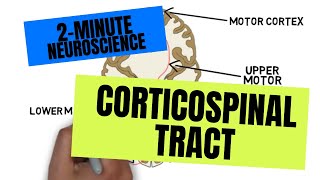 2Minute Neuroscience Corticospinal Tract [upl. by Mal655]