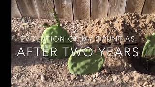 Update Opuntia Cactus After Two Years [upl. by Tomchay]