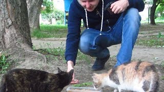 Two cats meow on the street  tortoiseshell and tricolor [upl. by Had]