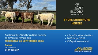 Eloora  4 Pure Shorthorn heifers  AuctionsPlus  Thursday 26th September [upl. by Doscher194]