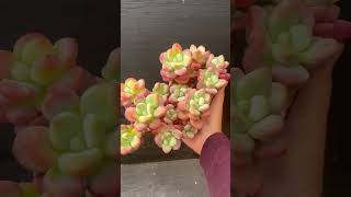 Pachyphytum Loushen A04 60📱Text me 1 408 8831933 succulent succulents joygarden [upl. by Kielty741]