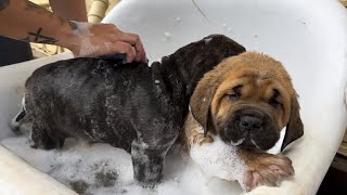 American Molossus puppy bath at 7 weeks [upl. by Aillimat]