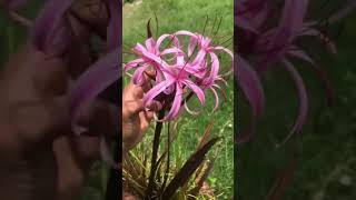 Crinum Menehune [upl. by Retepnhoj]