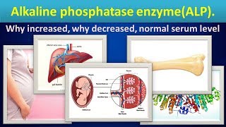 Alkaline phosphatase enzymeALP why increaseddecreasednormal range [upl. by Alair]