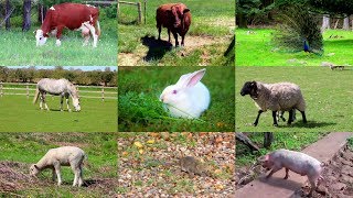 Animales de Granja para niños con vídeos [upl. by Corney987]