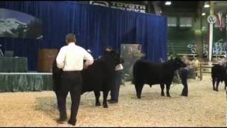 National Junior Angus Show  2010 Bred and Owned Bulls  Sure Champ [upl. by Shamma814]