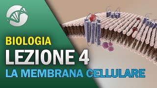 BIOLOGIA  Lezione 4  La Membrana Cellulare [upl. by Abekam]