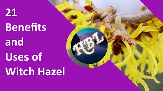 21 Benefits and Uses of Witch Hazel [upl. by Ragas616]