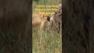 Leones y Leonas Majestuosos Reyes de la Sabana [upl. by Eked]