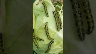 Why Caterpillars Are So Dumb shorts caterpillars insects [upl. by Erik]