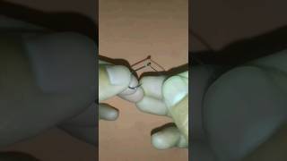 The 5 hook technique ties quicklyfishingknots fishing [upl. by Ani]