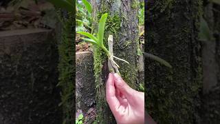 propagation dendrobium plants on wood short [upl. by Atirabrab]