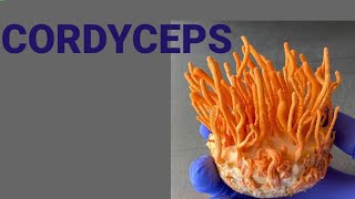 Define Cordyceps Benefits of cordyceps militaris in life [upl. by Granny207]