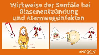 ANGOCIN Wirkweise der Senföle bei Blasenentzündung und Atemwegsinfekten [upl. by Sabba]