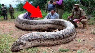 10 Most Dangerous Snakes In The World [upl. by Llennej]