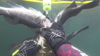 Spearfishing Monterey County  Rockfish  Greenlings  Lingcod [upl. by Killarney756]