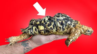 Bubbles the SoftShelled Tortoise From Neglect to Rescue [upl. by Araes]