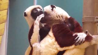 Coquerels sifaka grooming [upl. by Craw465]