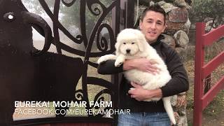 Italian Maremma Livestock Guardian Sheepdogs [upl. by Onra]